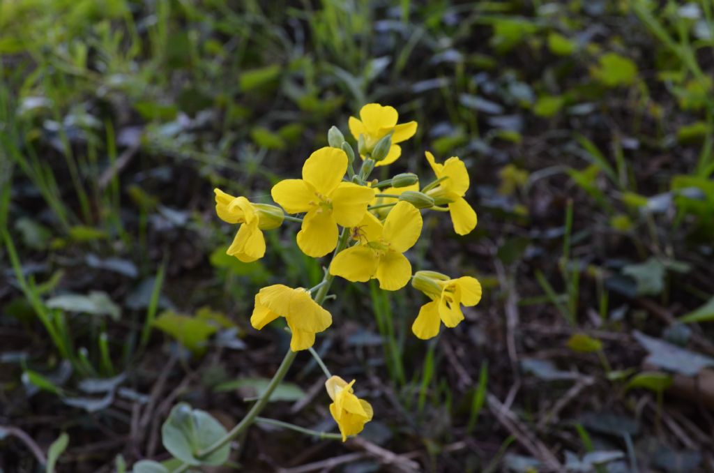 Brassicacea da specificare